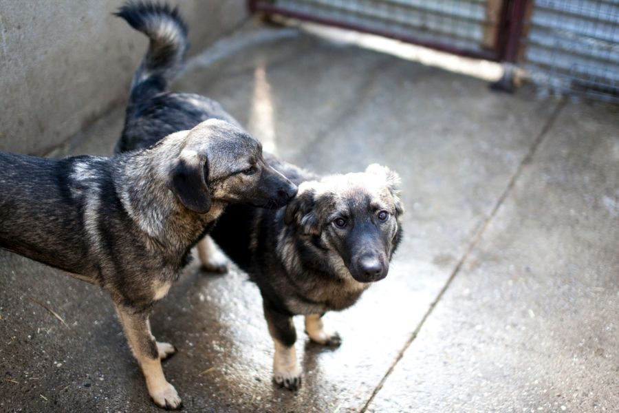 Die gestromte Junghündin Kümmel schaut in die Kamera
