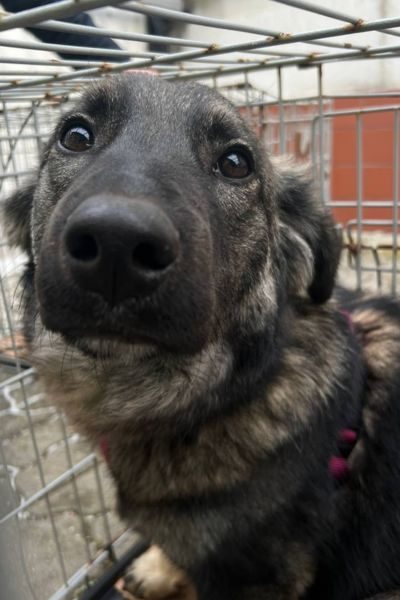 Die gestromte Junghündin Kümmel schaut in die Kamera