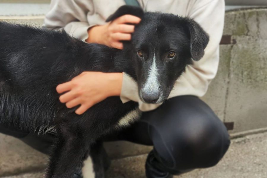 Der schwarze Harry mit weißem Nasenrücken wird gestreichelt und schaut dabei zurückhaltend in die Kamera.