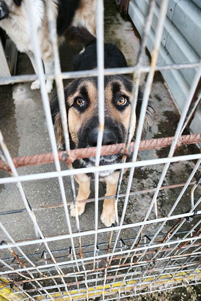 Koda hinter Gitter schaut traurig in die Kamera