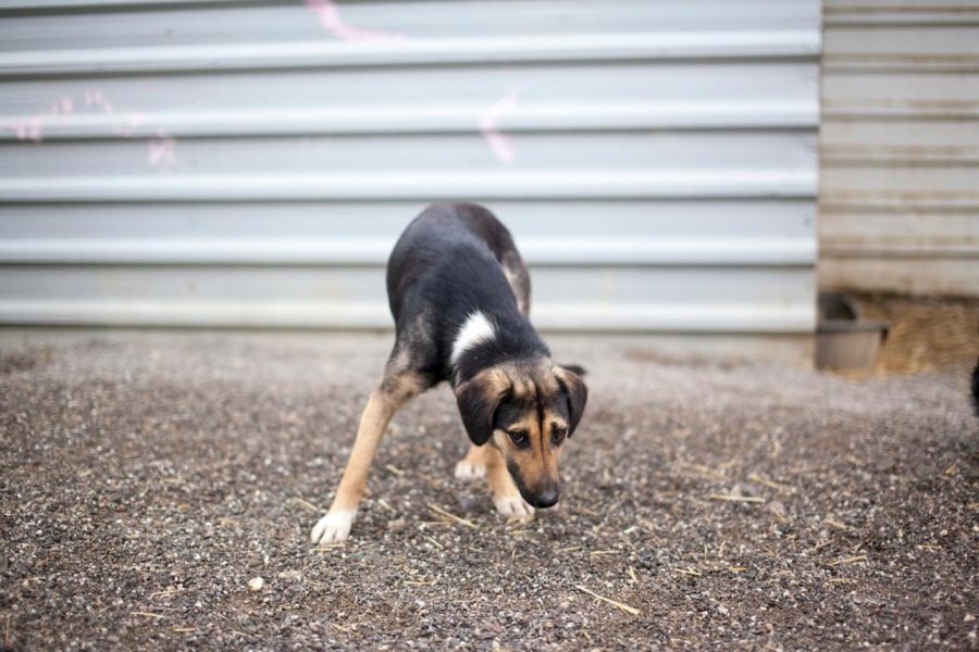 Tinka steht gebeugt vor der Kamera und mit gesenktem Kopf nach oben
