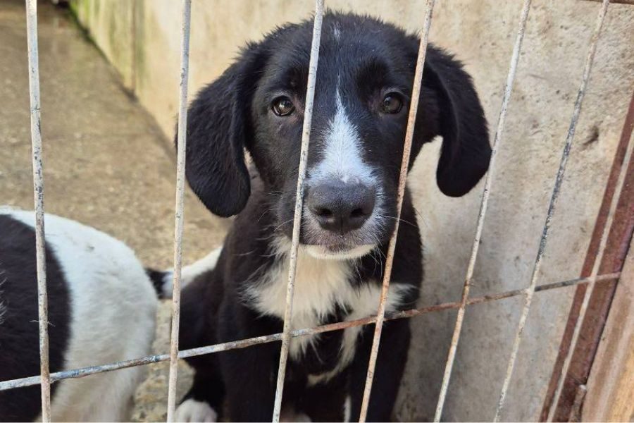 Der weiß-schwarze Welpe Harry schaut durch das Gitter