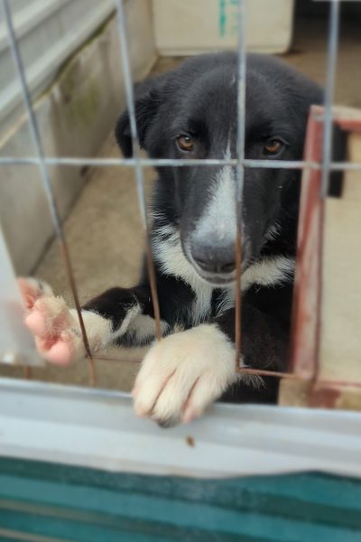 Der schwarze Harry mit weißem Nasenrücken steht am Gitter seines Shelters und schaut durchs Gitter in die Kamera.