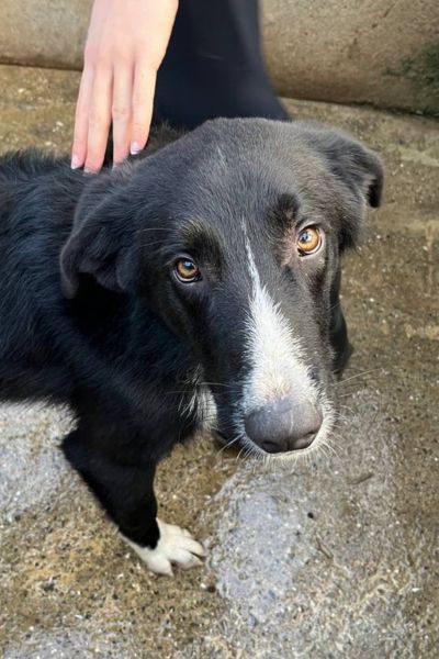 Der weiß-schwarze Junghund Harry schaut in die Kamera