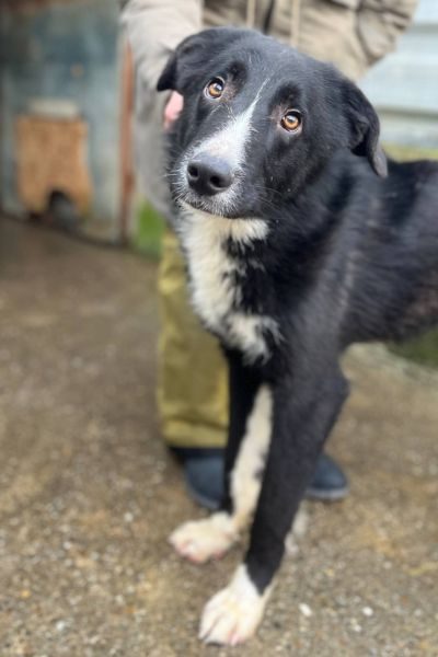 Der weiß-schwarze Junghund Harry schaut in die Kamera