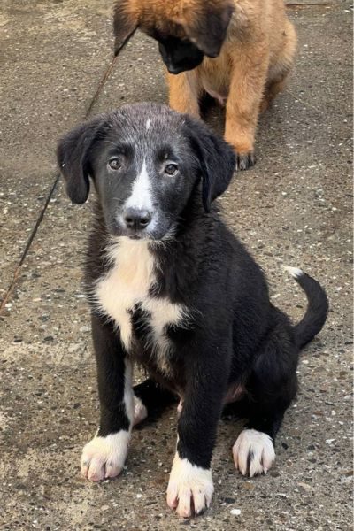 Der weiß-schwarze Welpe Harry schaut in die Kamera