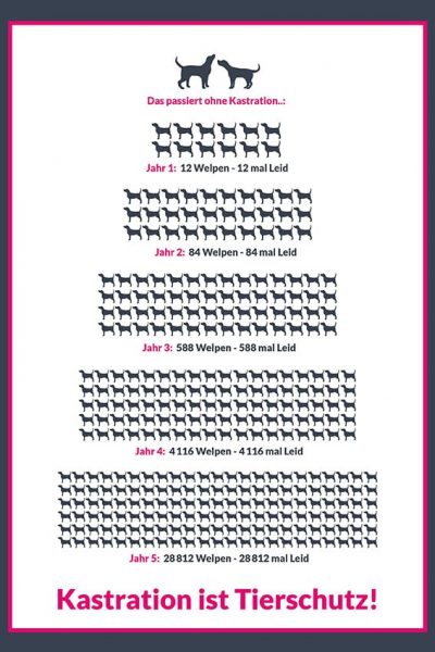 Kastration nachhaltiger Tierschutz