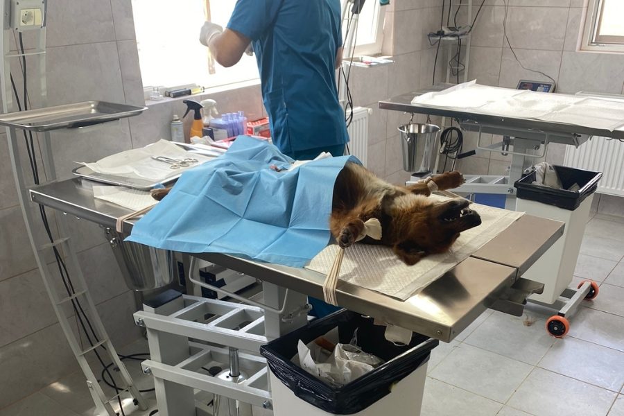 Hund liegt zur Kastration bereit.