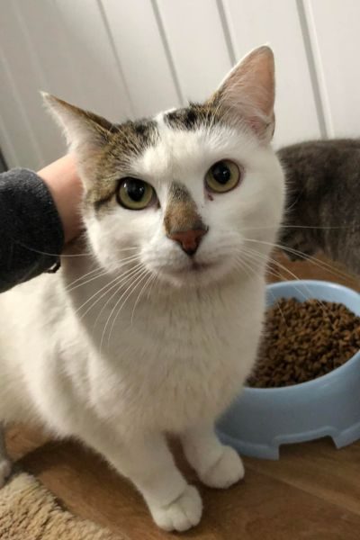 kater-bento-tierheim-hunderettung-europa