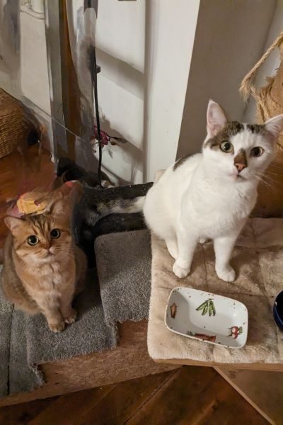 kater-bento-zuhause-hunderettung-europa