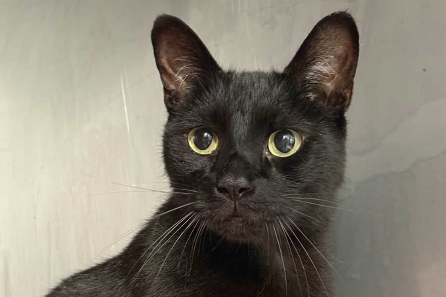 kater-bruno-adoption-hunderettung-europa