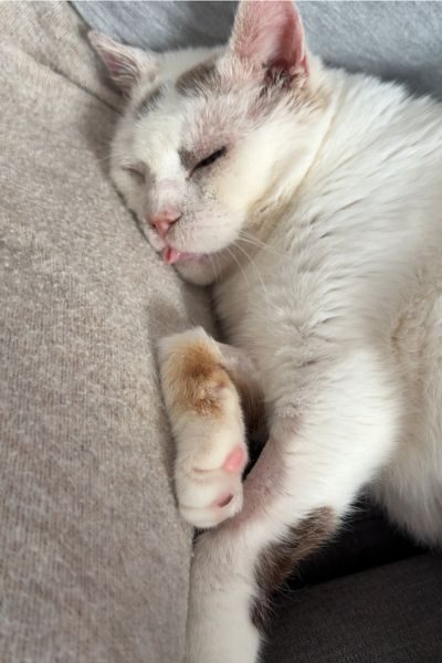 kater-cooper-happy-end-hunderettung-europa