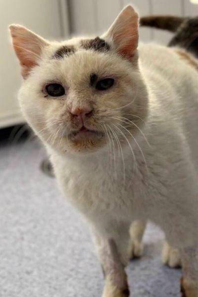 kater-cooper-hunderettung-europa