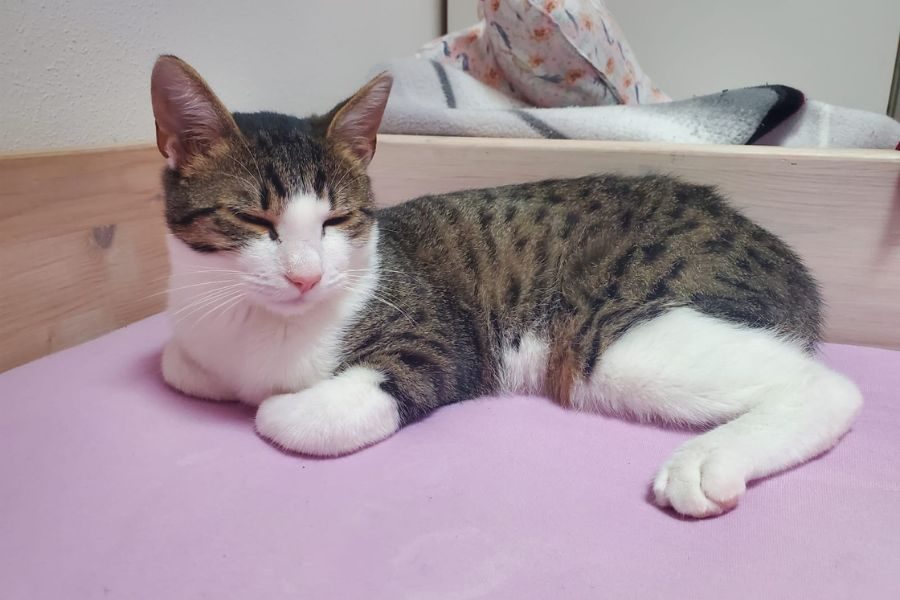 kater-felix-pflegestelle-deutschland-hunderettung-europa