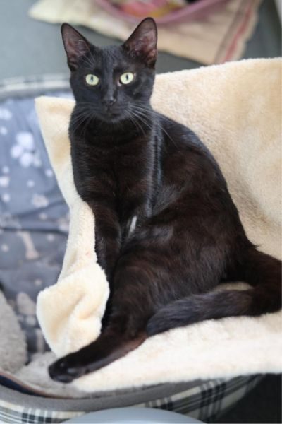 kater-freddie-sucht-zuhause-hunderettung-europa