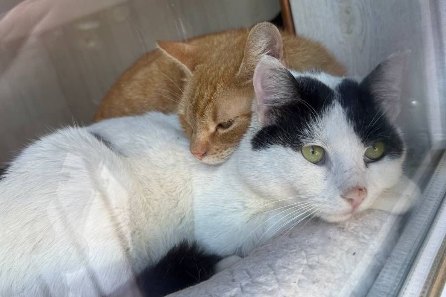 kater-john-garfield-hunderettung-europa