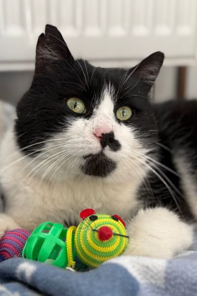 kater-lucio-hunderettung-europa