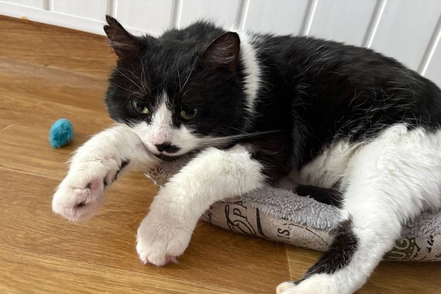 kater-lucio-sucht-zuhause-hunderettung-europa