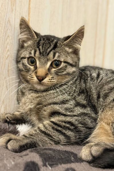 kater-romeo-rumaenien-hunderettung-europa