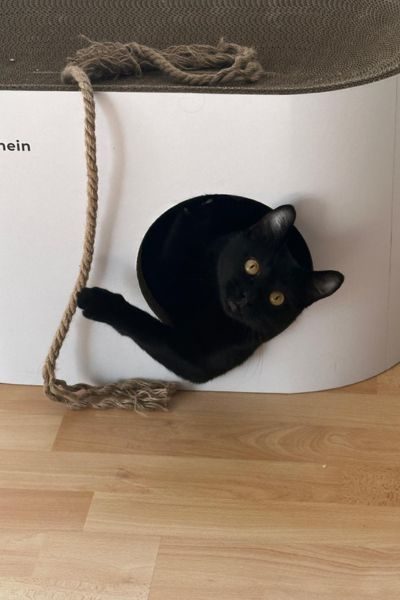 kater-wiesbaden-manny-hunderettung-europa