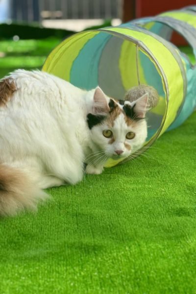 katze-adoptieren-missy-hunderettung-europa