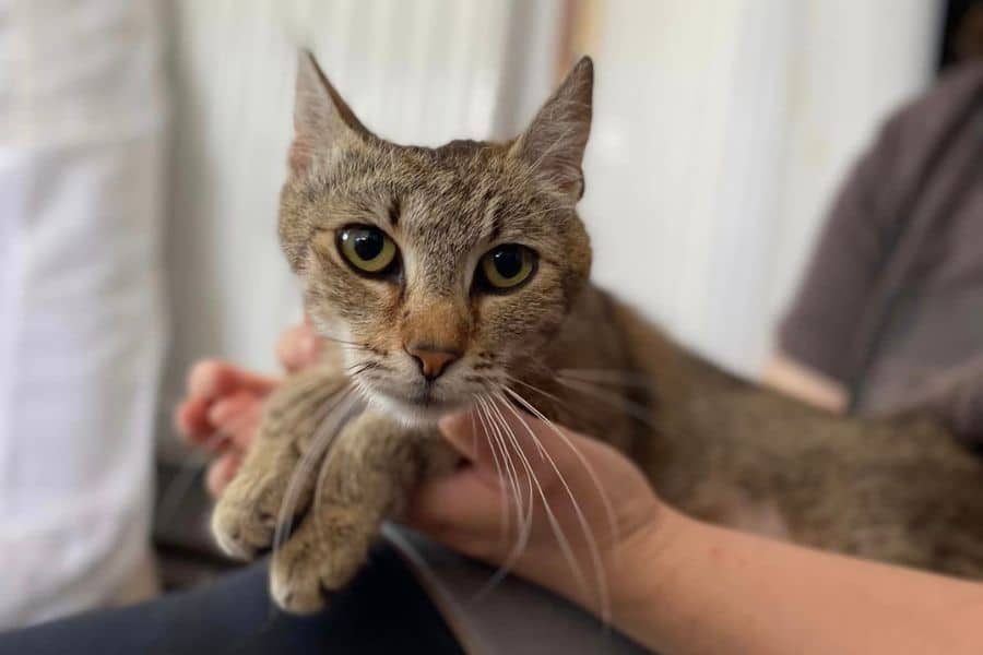 katze-adoption-lilly-hunderettung-europa