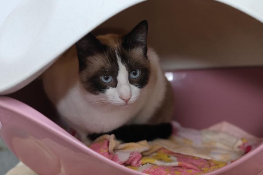 katze-barbie-adoption-hunderettung-europa