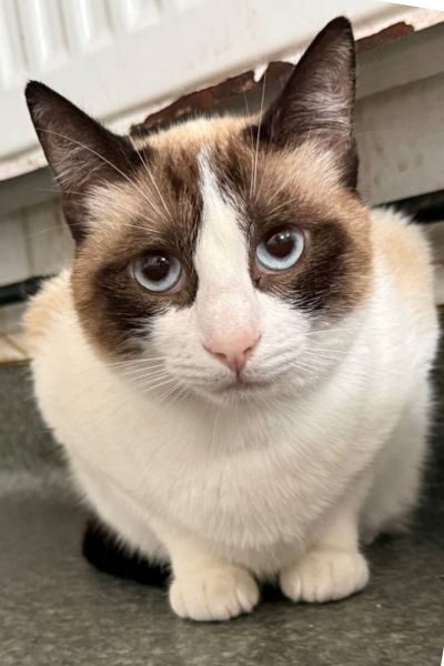 katze-barbie-rumaenien-hunderettung-europa