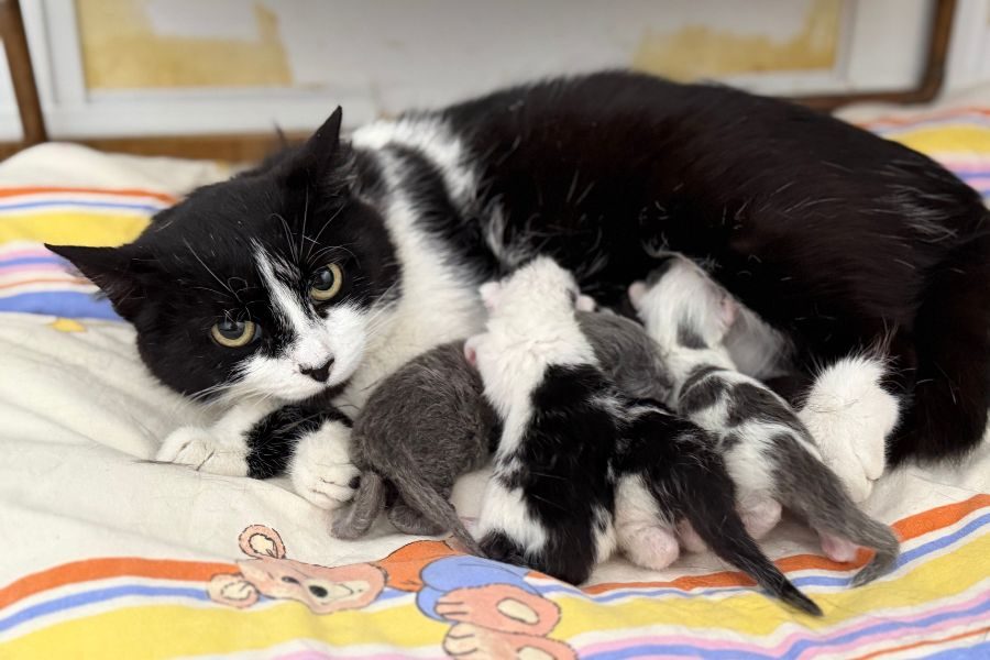 katze-clementine-adoption-hunderettung-europa