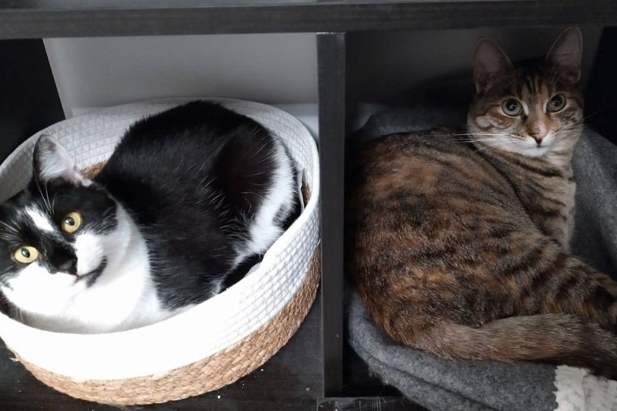 katze-evi-happy-end-hunderettung-europa