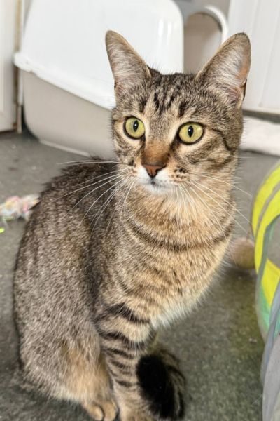 katze-gundula-rumaenien-hunderettung-europa