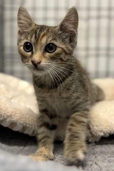 katze-happy-end-evi-hunderettung-europa