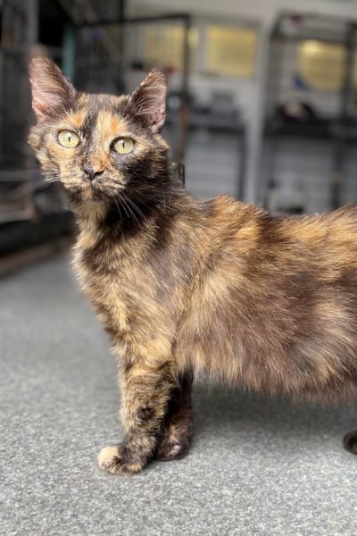 Schwarz-braune Katze schaut neugierig in die Kamera