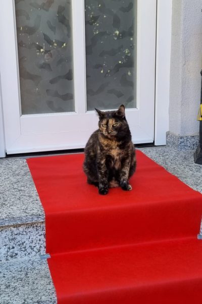 Schwarz-braune Katze sitzt vor der Haustür auf einem roten Teppich
