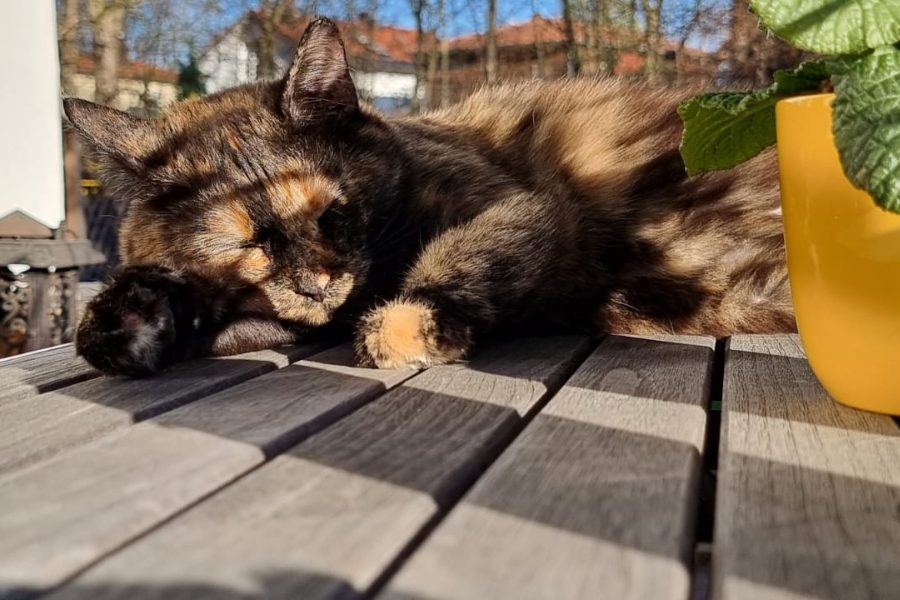 Schwarz-braune Katze schläft auf dem Gartentisch