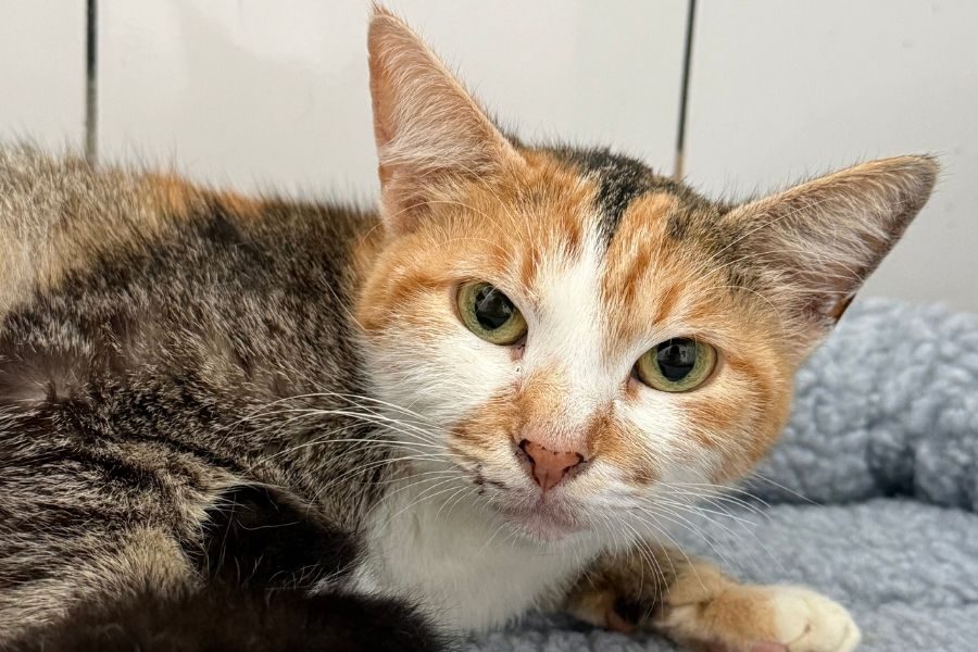 katze-lady-adoption-hunderettung-europa
