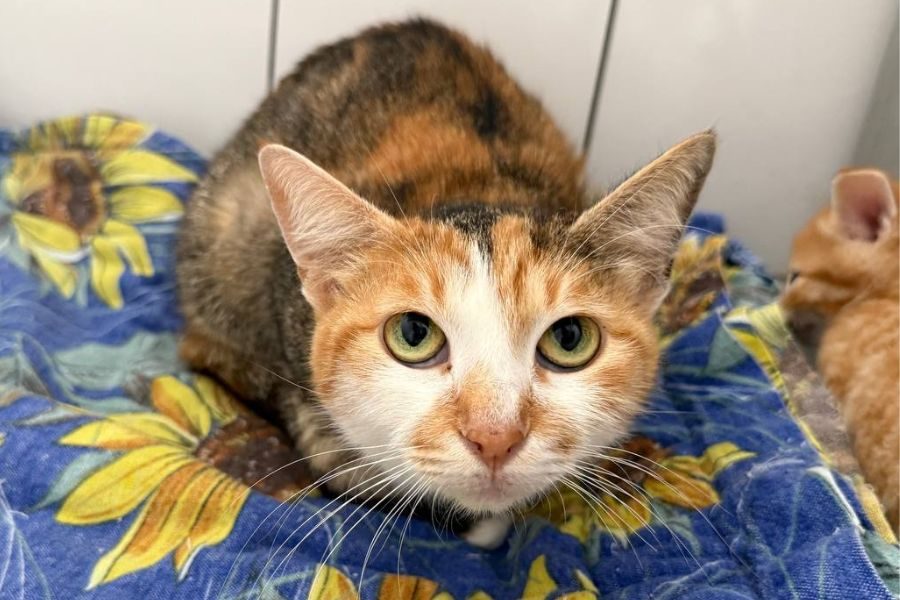 katze-lady-rumaenien-hunderettung-europa
