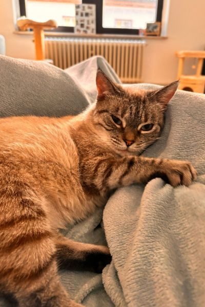 katze-maja-happyend-hunderettung-europa