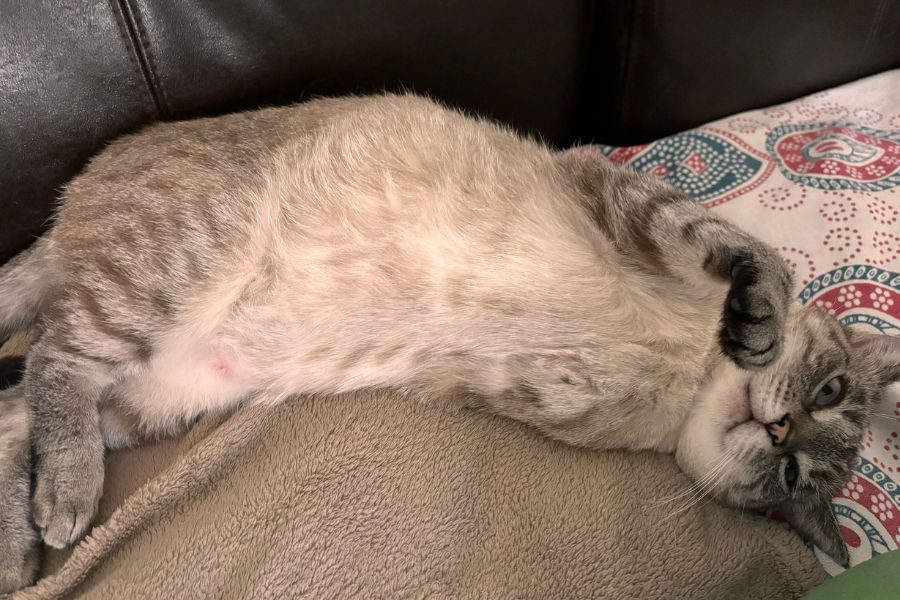Grau-weiße Katze liegt entspannt auf dem Rücken