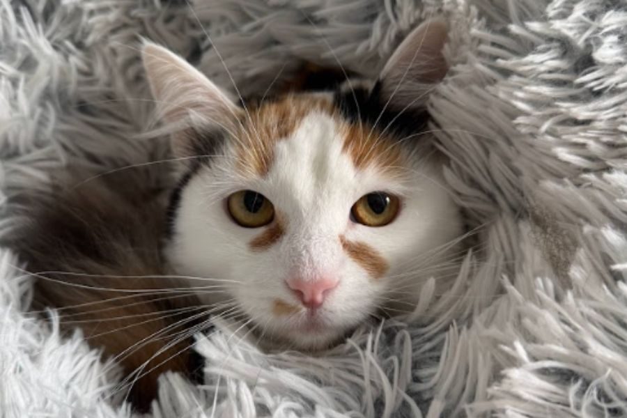 katze-missy-hunderettung-europa-2