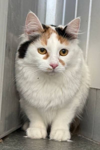 katze-missy-hunderettung-europa-4