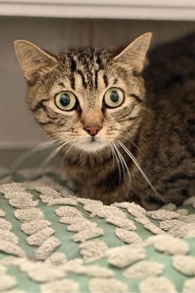katze-nadja-adoption-hunderettung-europa