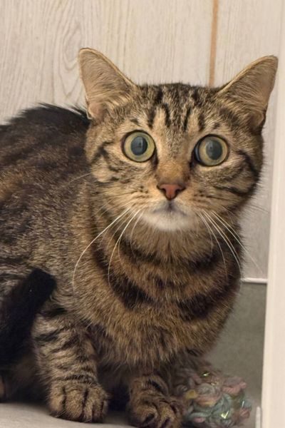 katze-nadja-rumaenien-hunderettung-europa