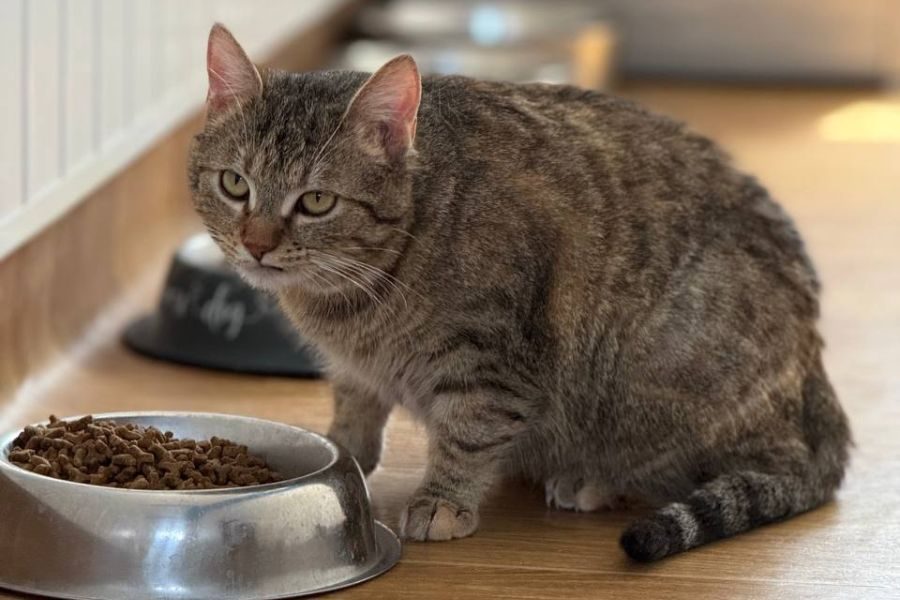 katze-rumaenien-loni-hunderettung-europa
