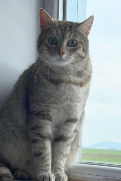 katze-rumaenien-mandarine-hunderettung-europa