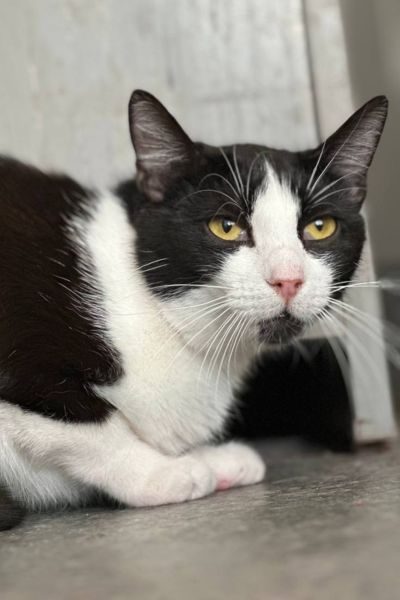 katze-smiley-tierschutz-hunderettung-europa