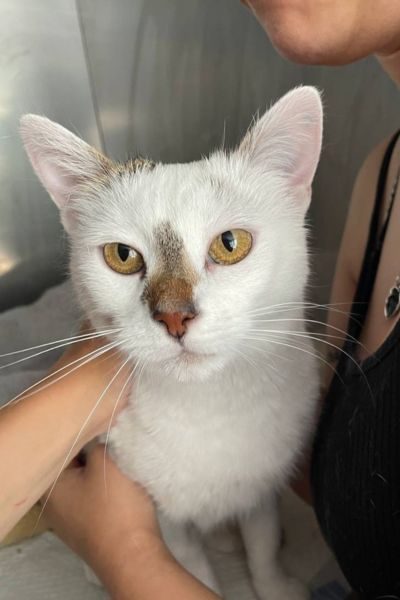 katze-urma-rumaenien-hunderettung-europa