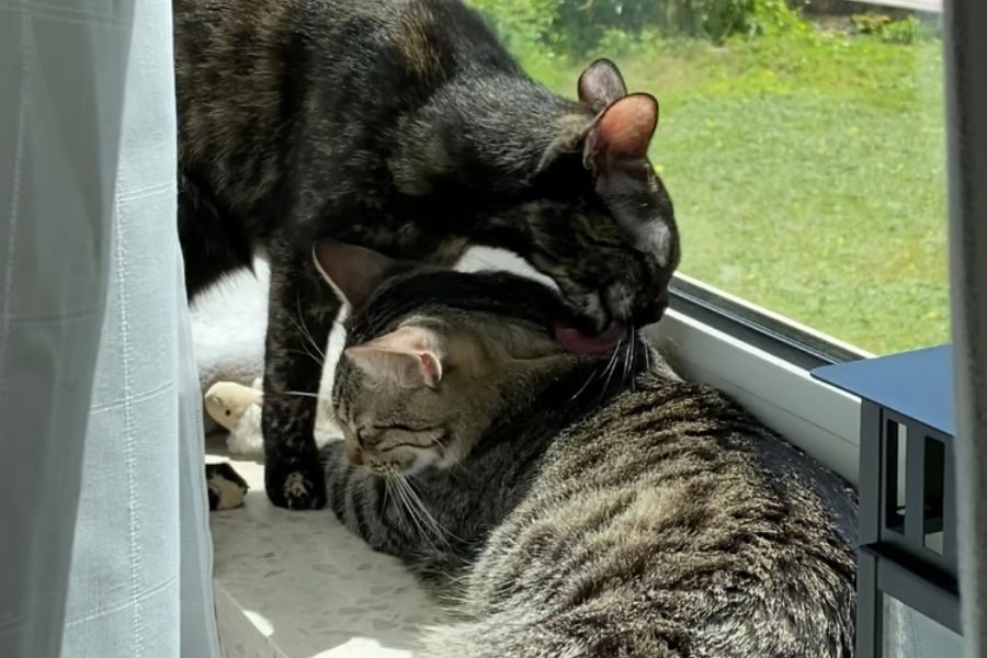 katzen-zuhause-gefunden-rosie-caruso-hunderettung-europa