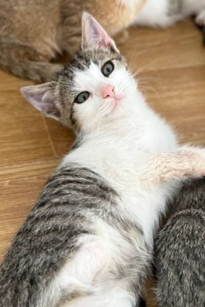 kitten-cinnamon-hunderettung-europa