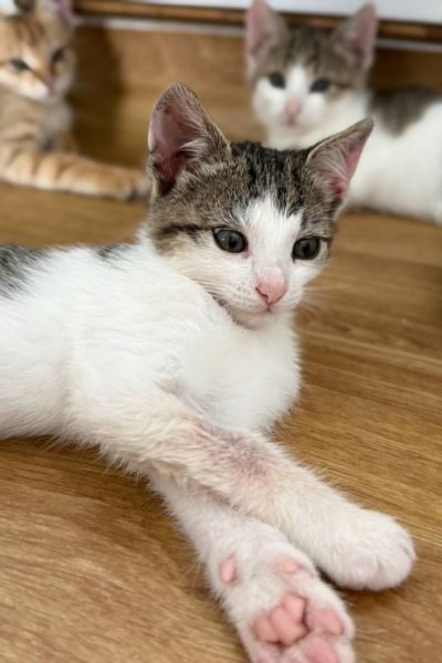 kitten-cinnamon-tierschutz-hunderettung-europa